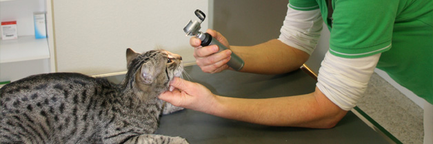 Tierarzt Behandlungen