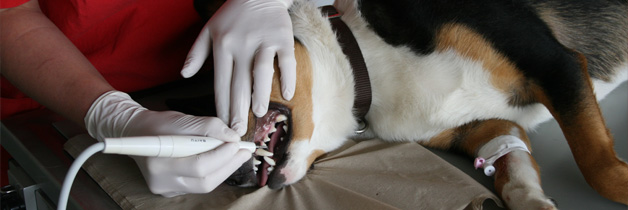 Zahnbehandlungen in der Tierarztpraxis