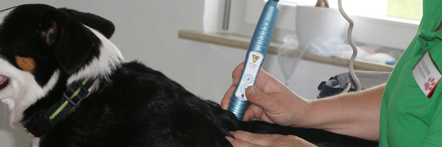 Lasertherapie bei Tieren